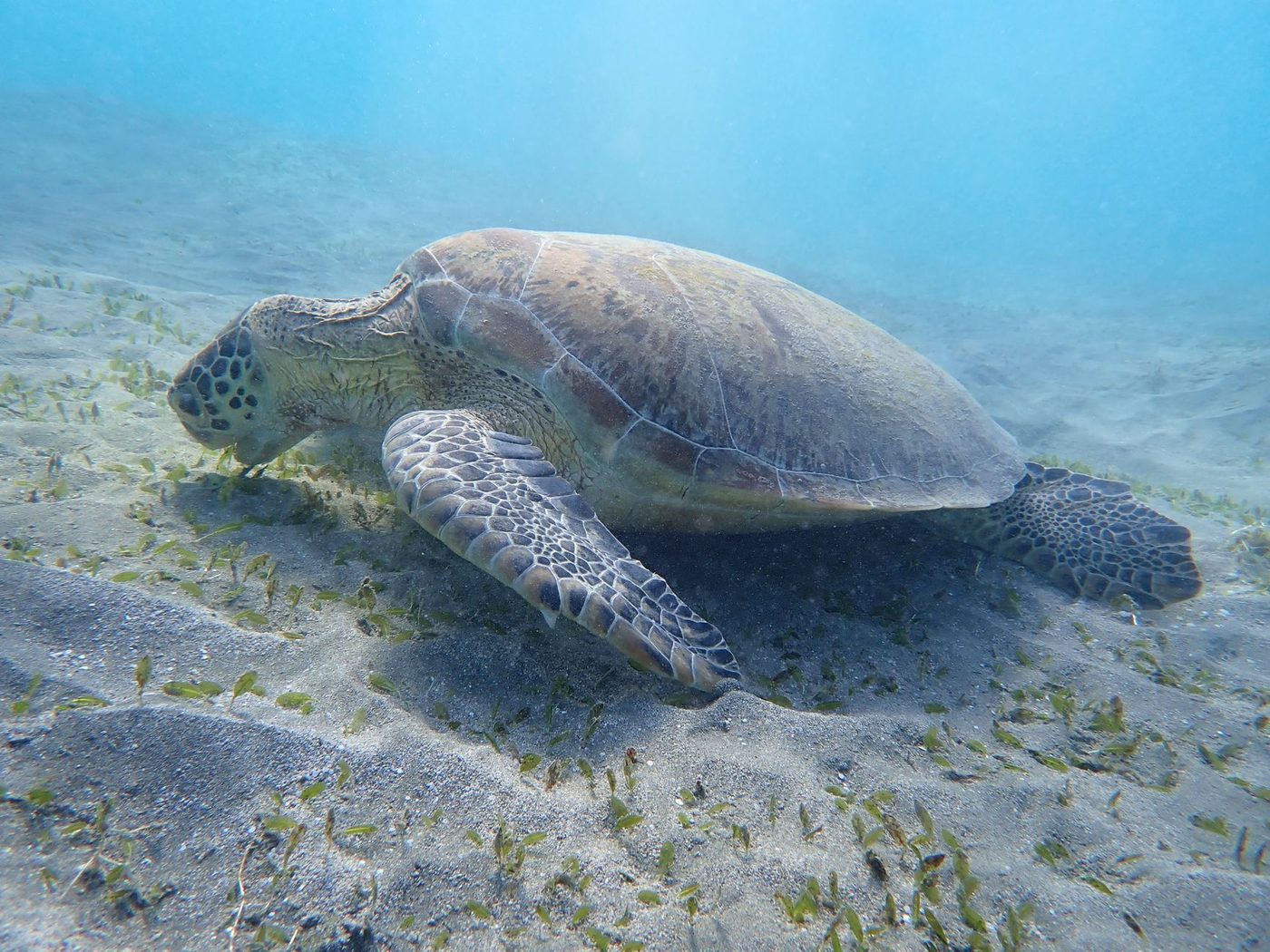 Red Sea, Egypt